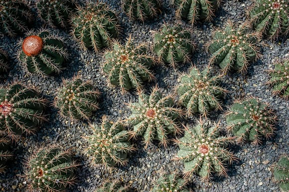 !5-20 small round cactus in gravel.