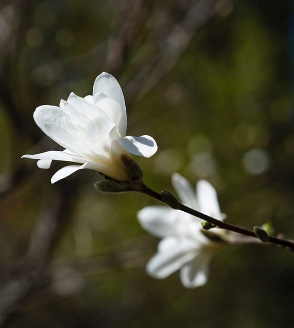 small white magnolia flower buds on tree