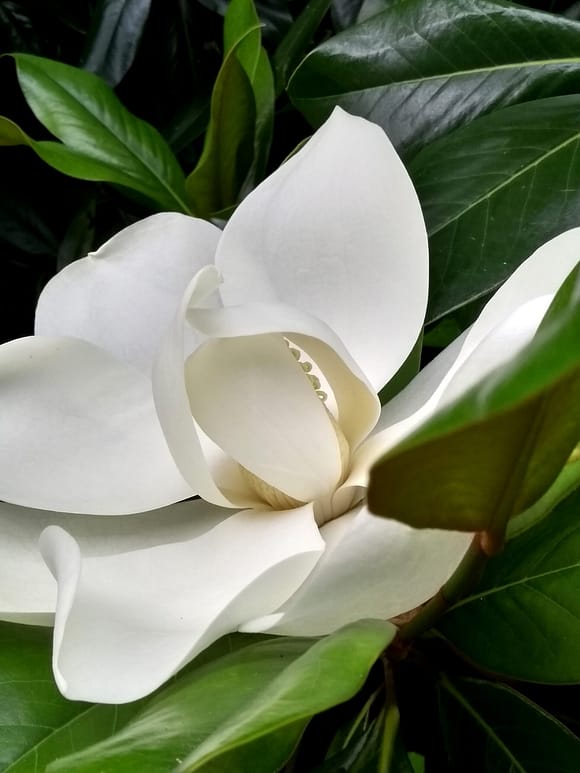white magnolia flower up close