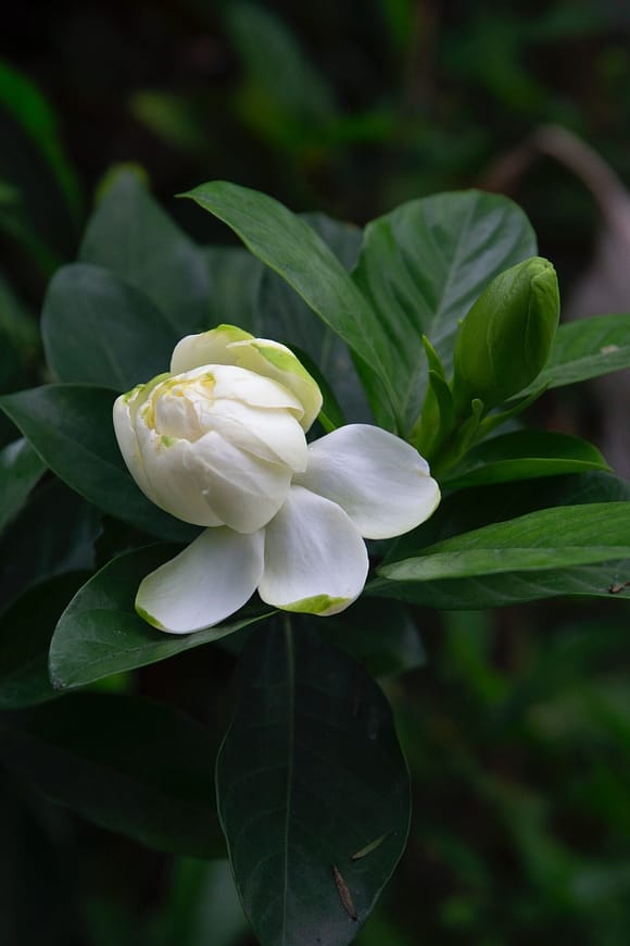white magnolia flower in blood