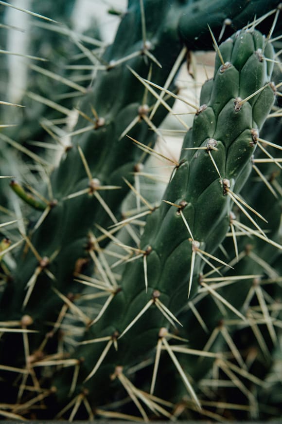 Close up of large cactus spikes