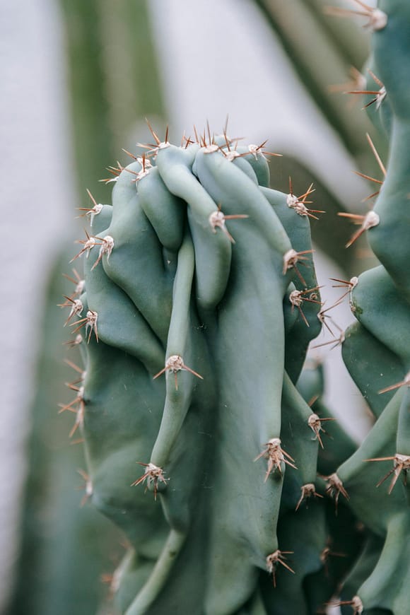 Close up of small cactus prickles on shrively cactus.