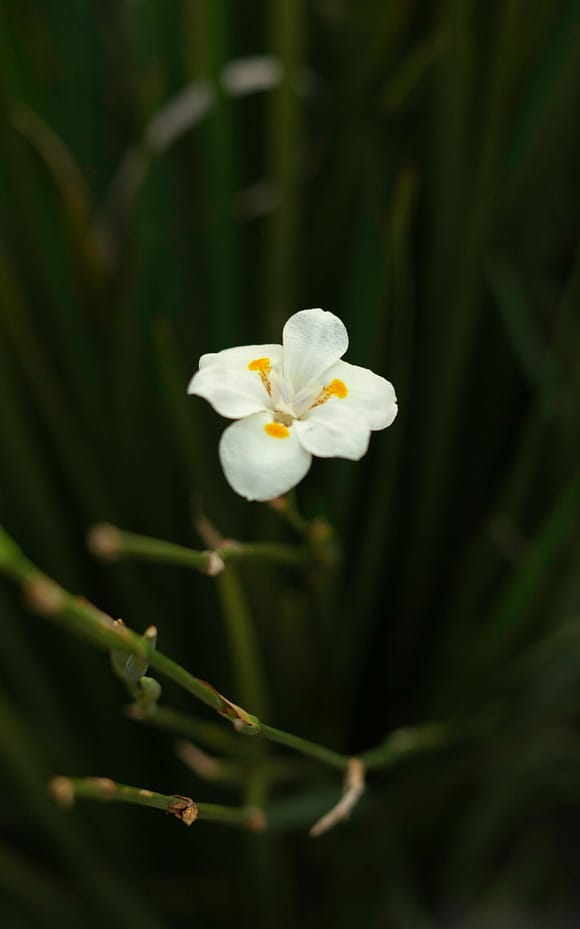 Photo of one iris flower